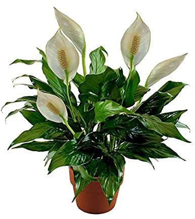 Lily Plant, For Decoration, Packaging Type : Plastic Bag