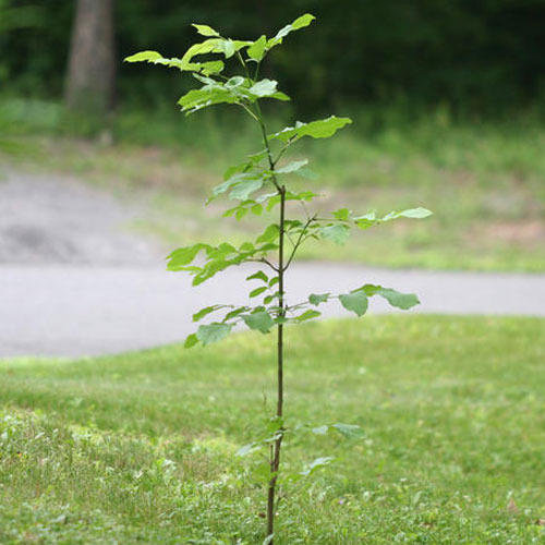 Organic Rosewood Plant, Feature : Freshness, Natural Fragrance