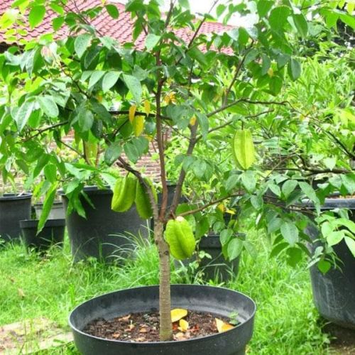 Star Fruit Plant, Color : Green