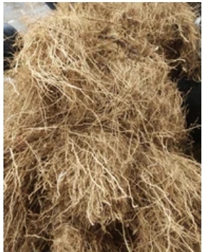 Vetiver Root, For Aromatherapy, Fine Cosmetics, Perfumery, Style : Wet