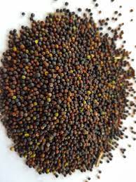 Canola Seeds, Color : Black