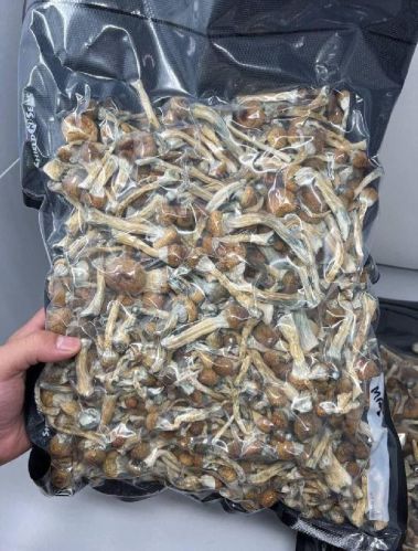 Common fresh mushroom, Packaging Type : Creamy, Grey, Light Brown