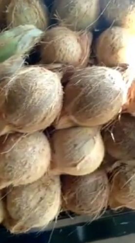Green Semi Husked Coconuts, Speciality : Free From Impurities