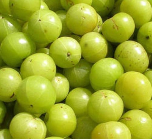 Organic Fresh Amla, For Cooking, Hair Oil, Medicine, Murabba, Skin Products, Packaging Type : 50kg Bag