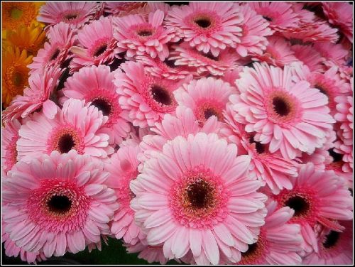 Fresh Gerbera Flowers