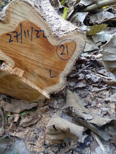 Non Polished Logs African Teak, Shape : Round