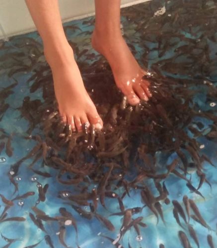 Doctor Fish, Packaging Type : Container