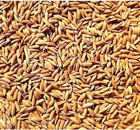 Natural Paddy Seed, For Agriculture, Style : Fresh