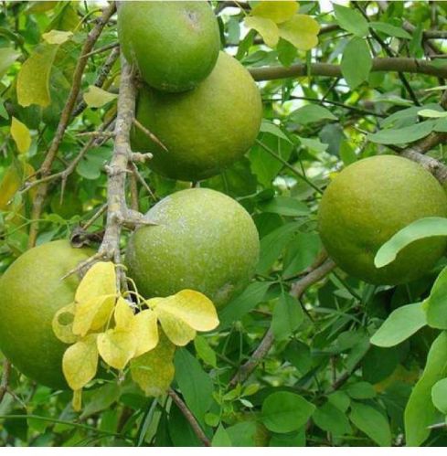 Natural Aegle Marmelos, For Food Medicine, Human Consumption, Variety : Belgiri Bael Fruit