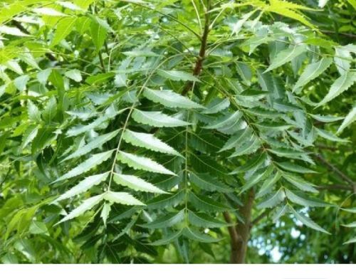 Neem Powder, Certification : FSSAI Certified