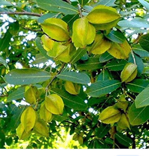 Khola Terminalia Arjuna, For Medicinal, Color : Green