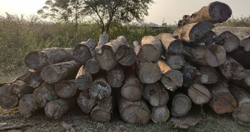 Round Hardwood Brown Sheesham Logs, Feature : Durable, High Strength