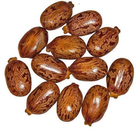 Natural Castor Seeds, Style : Dried