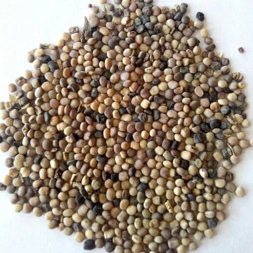 Natural Guar Seeds, For Human Consumption, Certification : FSSAI Certified