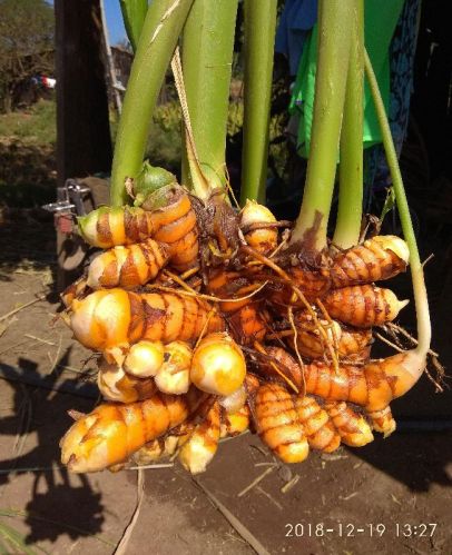 Polished Raw Turmeric Finger, For Spices, Variety : Salem