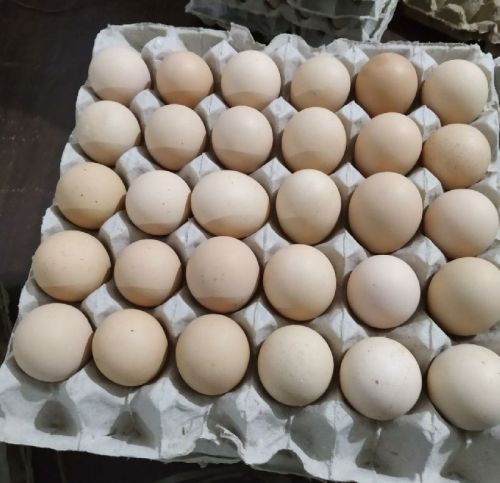 Daulat Farms Black Chicken Egg, Packaging Type : Carton