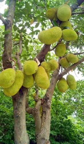 Organic Jack Fruit, For Business Purpose, Packaging Type : Paper Box, Gunny Bag