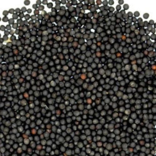 Black Sortex Mustard Seeds, For Cooking, Shelf Life : 6 Month