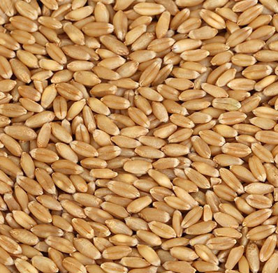 D Grade Wheat Seeds, For Animal Feed, Packaging Type : Jute Bags