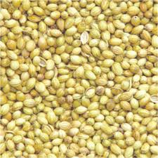 Organic Scooter Coriander Seeds, For Cooking, Certification : FSSAI Certified