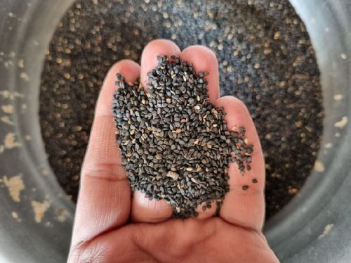 Black Sesame Seeds, Packaging Type : Jut Bag