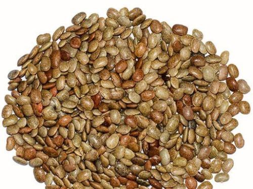 Horse Gram, Specialities : Non Harmful, Long Shelf Life, Good Quality
