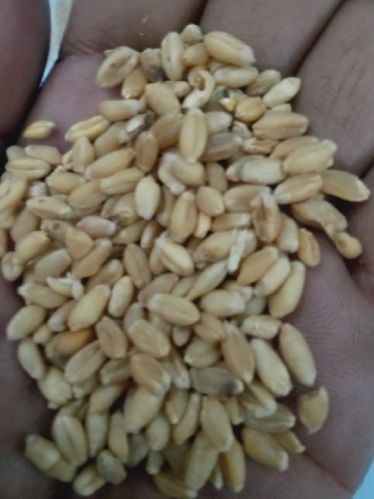 Organic Wheat Seeds, For Making Bread, Cookies, Bakery Products, Packaging Type : Plastic Bag, Jute Bag