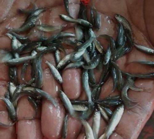 Plain Mirgal Fish Seeds, Color : Silver