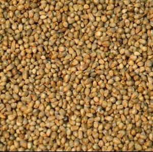 Organic Brown Bajra Seeds, Style : Dried
