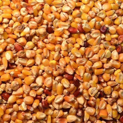 Organic Dried Maize Seeds, Color : Yellow