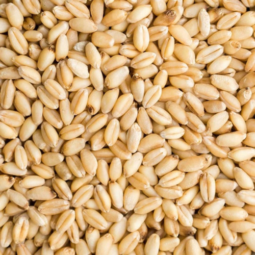 Organic Wheat Seeds, Certification : FSSAI