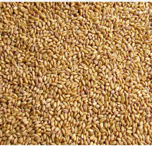 Sharbati Wheat Seeds, Packaging Size : 50-100kg