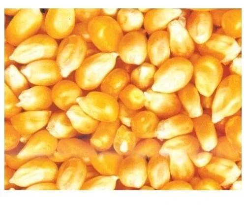 Srigandha Round Maize Cattle Feed, For Animal Food, Human Food, Style : Fresh