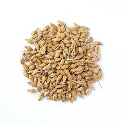 Organic Barley Seeds, Certification : FSSAI