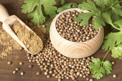 Organic Coriander Seeds, Certification : FSSAI Certified