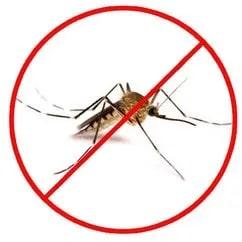 Mites Pest Control Service