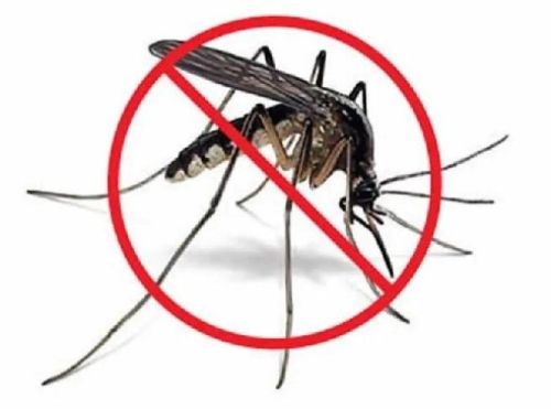 Mosquitoes Pest Control Service