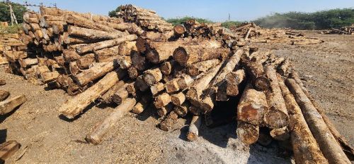 Ghana Teak Rough Square Logs, For Boats, Doors, Making Furniture, Feature : Accurate Dimension, High Strength