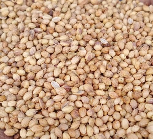 Coriander Seeds, Packaging Size : 40kg