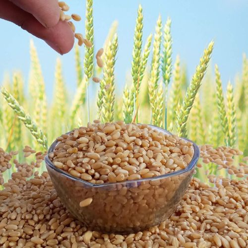 Barley, Packaging Type : Multiple, Packaging Size : 5kg