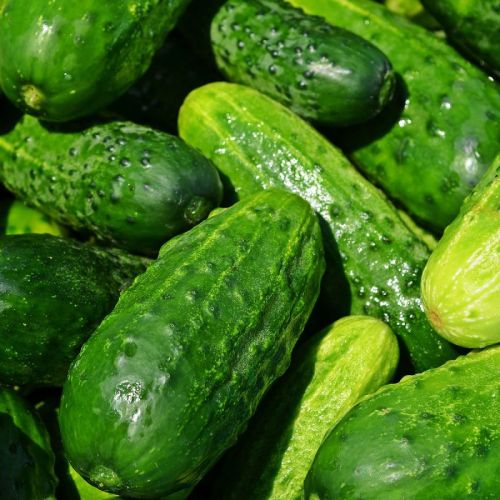 Cucumber Seeds for Food Industry