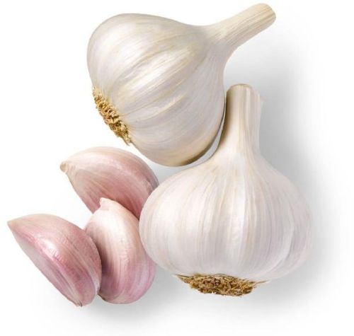 Organic Garlic, Packaging Type : Creamy, Certification : ISO