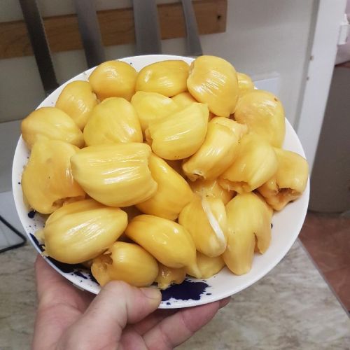 OEM jackfruit, Packaging Size : 1kg, 5kg Green