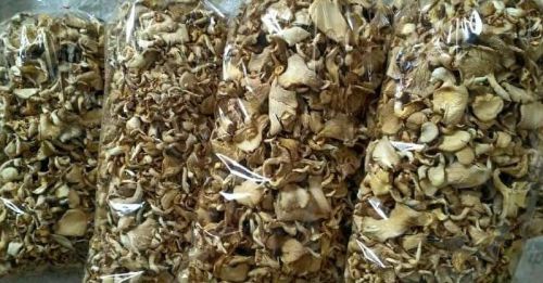 Common Dry Oyster Mushroom, Color : Creamy, Grey, Light Brown