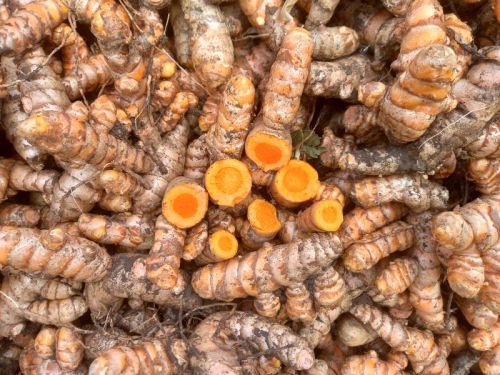 Erode Turmeric, For Personal