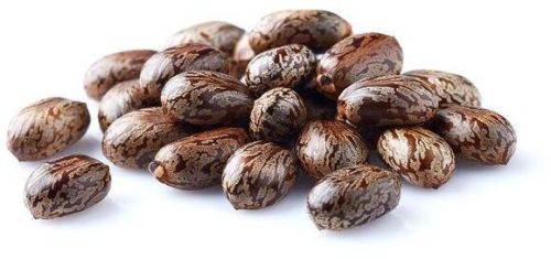 Natural Castor Bean Seeds, Style : Dry