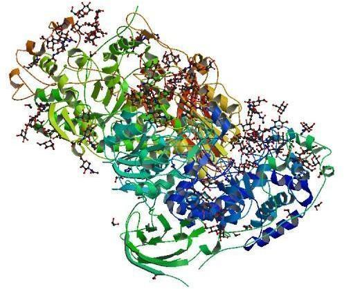 Lactase Enzyme