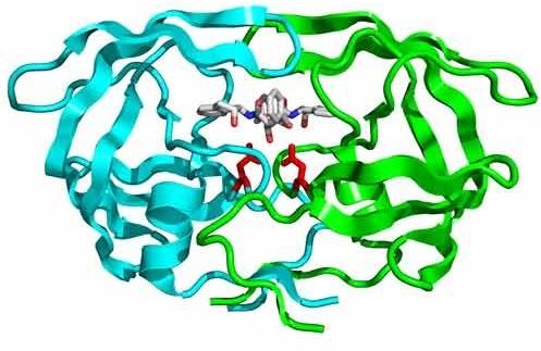 Protease Enzyme, Form : Powder