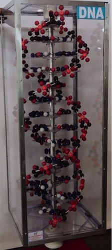 DNA Model