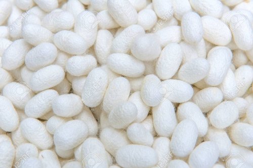 Silkworm Cocoons, For Textile Industries, Packaging Size : 50-100 Kg